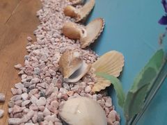 -ventus spa 沙巴亚庇正宗精油按摩会所