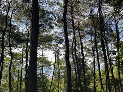 -铁山坪森林公园