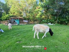 -芭厘·农庄老字号.电饭煲五指毛桃焗鸡