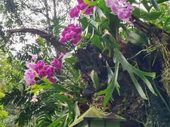 -深圳仙湖植物园