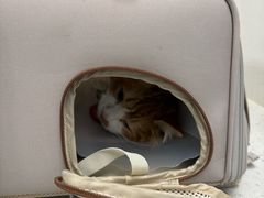 -纳吉亚猫专科动物诊疗中心(蒋宅口分院)