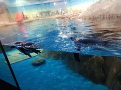-海合安武汉极地海洋公园