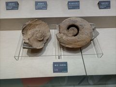 -安徽省地质博物馆