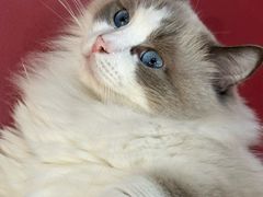 -和它·交个朋友·狗咖猫咖(爱琴海店)