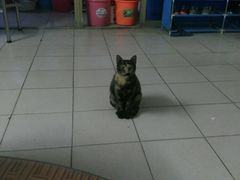 -瑞鹏宠物医院·骨科·猫科·内科(第一中心)
