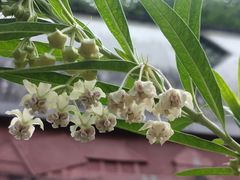 -广州神农草堂中医药博物馆