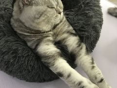 -喵的天空名猫咖啡馆·撸猫·猫舍·用品