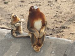 -西霞口神雕山野生动物世界