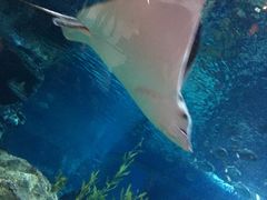 -暹罗海洋世界