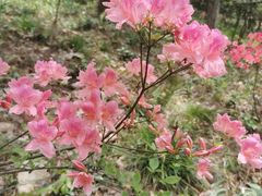 -南京老山国家森林公园