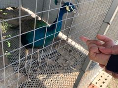 -樂桃源奉贤黄桃种植采摘基地