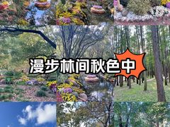 -上海共青森林公园
