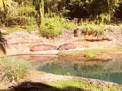 -奥兰多迪士尼动物王国乐园