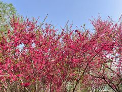 -石家庄市植物园