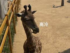 -西霞口神雕山野生动物世界