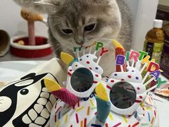 -猫十亿·布偶金渐层·曼基康矮脚猫舍(青年路店)