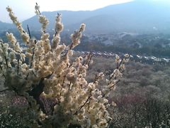 IMAG3378-香雪海