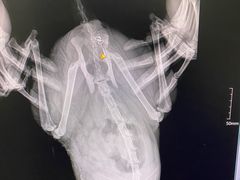 -乐嘟嘟宠物医院