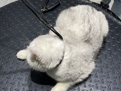 -福州肆爪动物医院