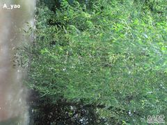 -大湾区中央湿地公园