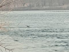 -黄河小浪底水利枢纽风景区