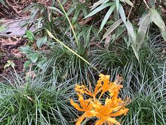 -杭州植物园