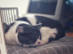-海边的猫和咖啡馆