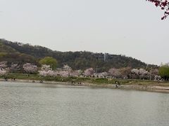 -羊山湖公园