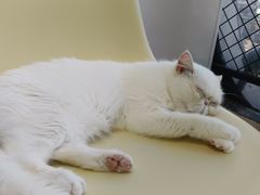 -怪兽屋·羊驼·猫咖·狗咖(俊华广场店)