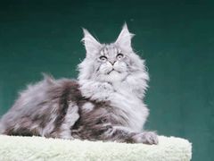 -十年猫舍·猫咪专门店(普陀店)