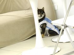 -怪兽屋·羊驼·猫咖·狗咖(俊华广场店)