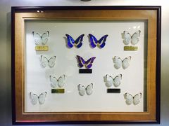 -上海昆虫博物馆