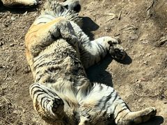 -大连森林动物园