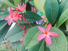 -芒洲湿地公园