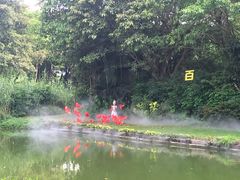 -广州长隆飞鸟乐园