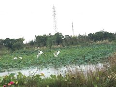 -上海长兴岛郊野公园