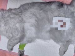 -谐和益家动物医院·免疫绝育·血液透析·宠保定点医院(高新伊藤分院)