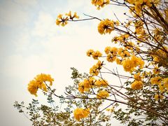 -香蜜公园