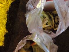 -汪记大王锅贴(成山路店)
