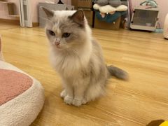 -猫咪派对(江南西店)