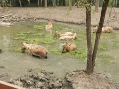 -溱湖国家湿地公园