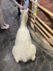 -Zoolung Zoolung动物主题公园(海信广场店)