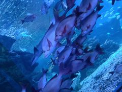 -太平洋海底世界