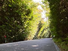 -华侨城湿地公园