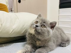 -猫十亿·布偶金渐层·曼基康矮脚猫舍(青年路店)