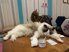 -猫小院猫主题咖啡厅(北锣店)