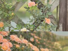 -上海辰山植物园