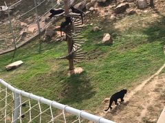 -西霞口神雕山野生动物世界