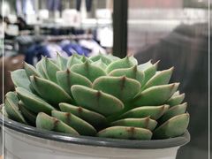 -鹿岛会员店(熙地港店)