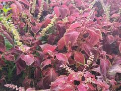 -长春公园(普阳街道)